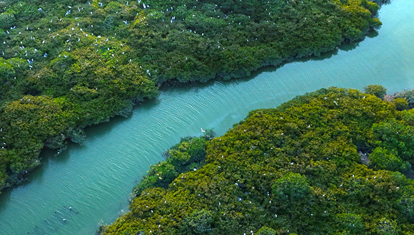Mangrove revival brings economic gains in SE China's Fujian 	 	The Zhangjiangkou National Mangrove Nature Reserve in Yunxiao county, Zhangzhou city, southeast China's Fujian Province is a favorite spot for photographers seeking to capture images of birds. As the first internationally important wetland in Fujian, the nature reserve protects mangroves, wetland birds, and valuable aquatic germplasm resources, spanning a total area of 2,360 hectares. 
